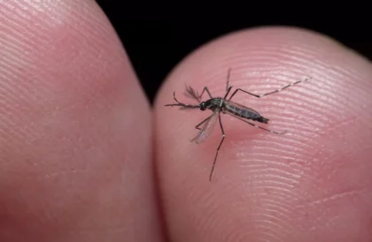 Imagem de mosquito Aedes Egypt na mão de pessoa