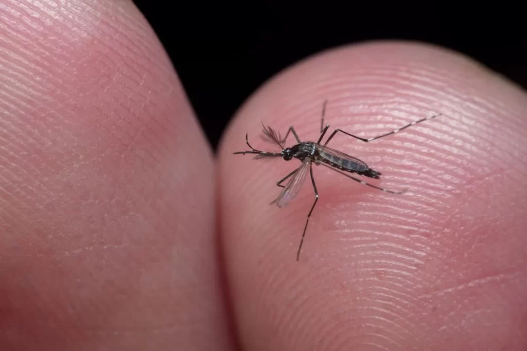 Imagem de mosquito Aedes Egypt na mão de pessoa