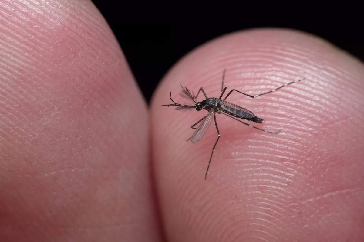Imagem de mosquito Aedes Egypt na mão de pessoa